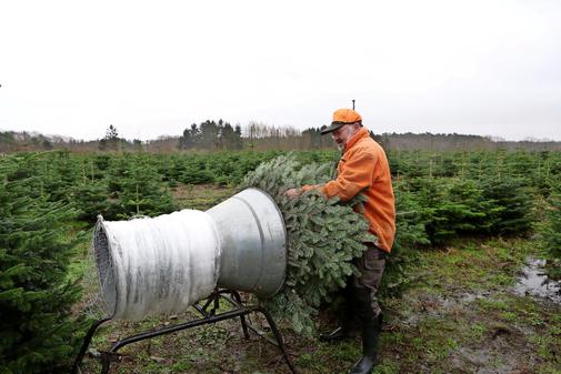 2017 12 15 AZ Die Nordmanntanne bleibt der Liebling pdaArticleWide